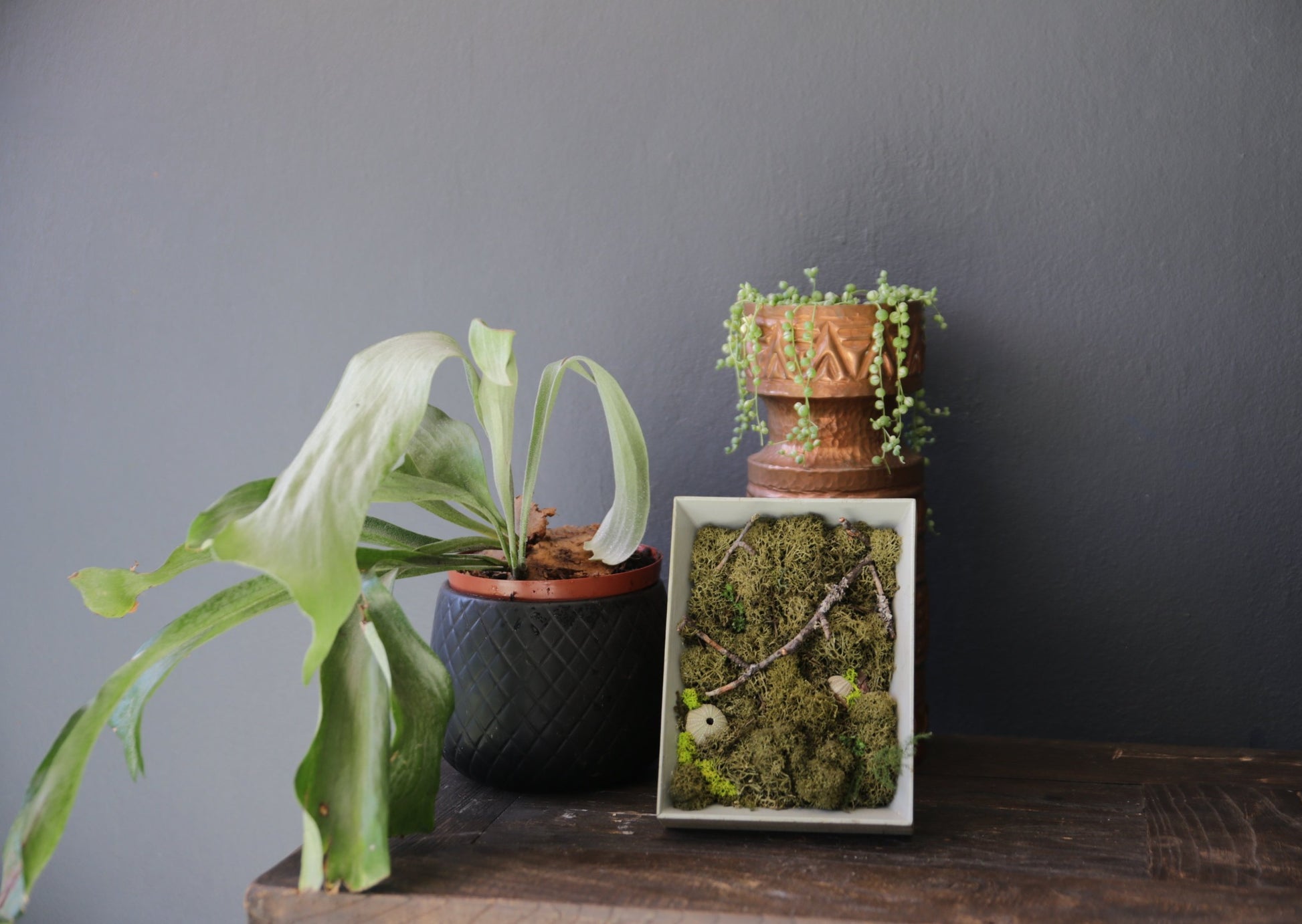 Moss Painting - Framed Picture with Ever-Moss, Forest twigs and Seashells