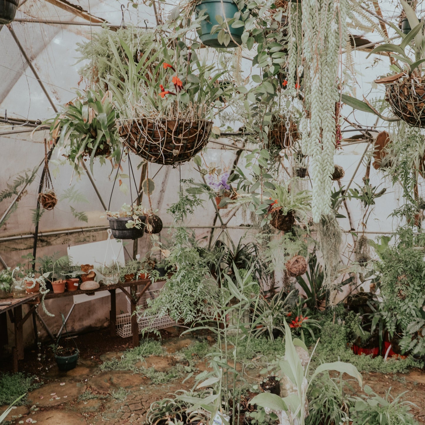 Greenhouse