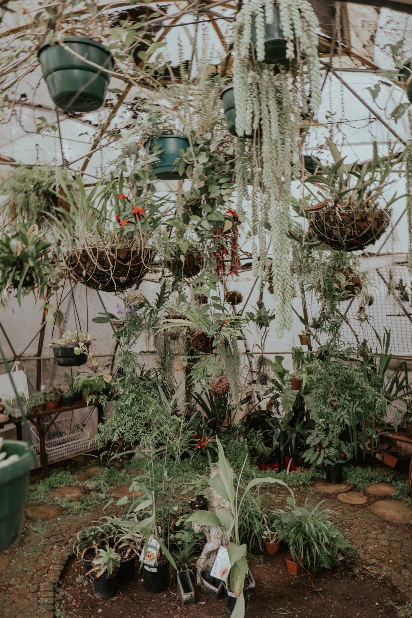 Rental - Pots & Plants